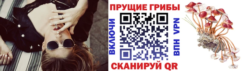 blacksprut онион  дарк нет наркотические препараты  Билибино  Псилоцибиновые грибы Psilocybe  купить закладку 
